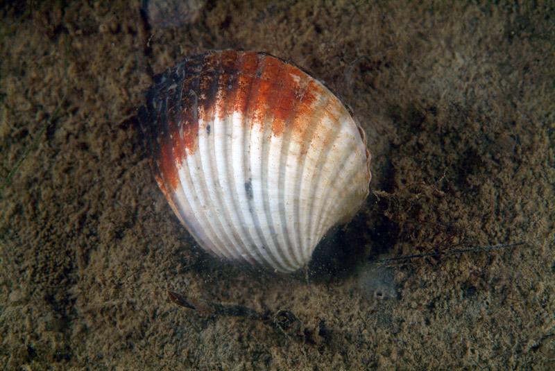 Cerastoderma glaucum